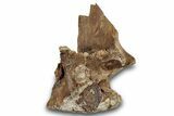 Hadrosaur (Edmontosaurus) Vertebral Arch - Wyoming #264897-2